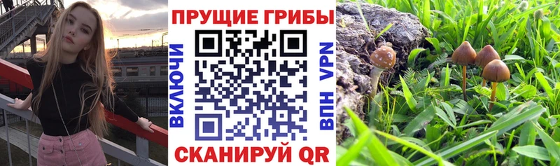 где можно купить наркотик  Железноводск  Галлюциногенные грибы Cubensis 